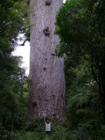 Largest living Kauri-800